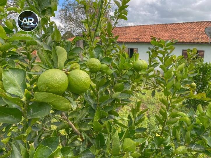 Fazenda à venda com 3 quartos, 700m² - Foto 17