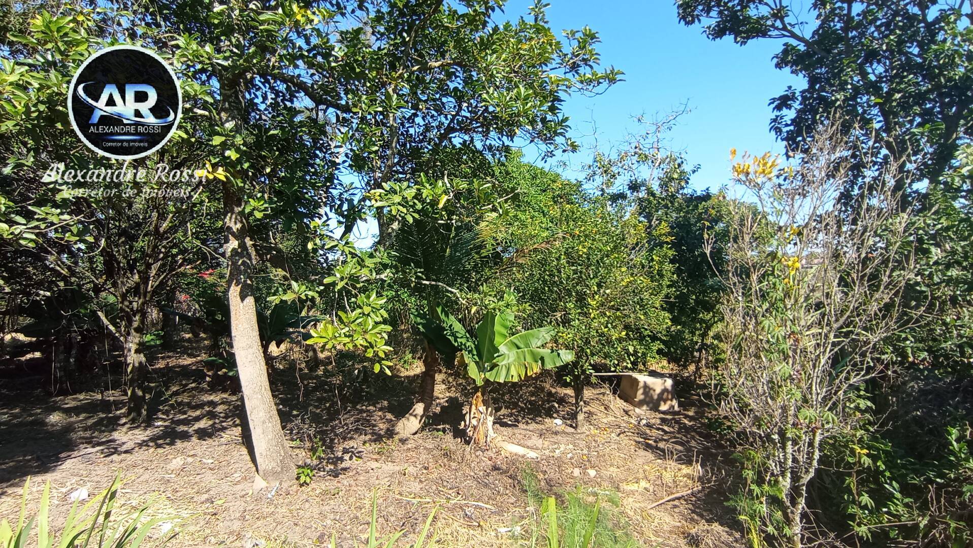 Fazenda à venda com 3 quartos, 5000m² - Foto 5