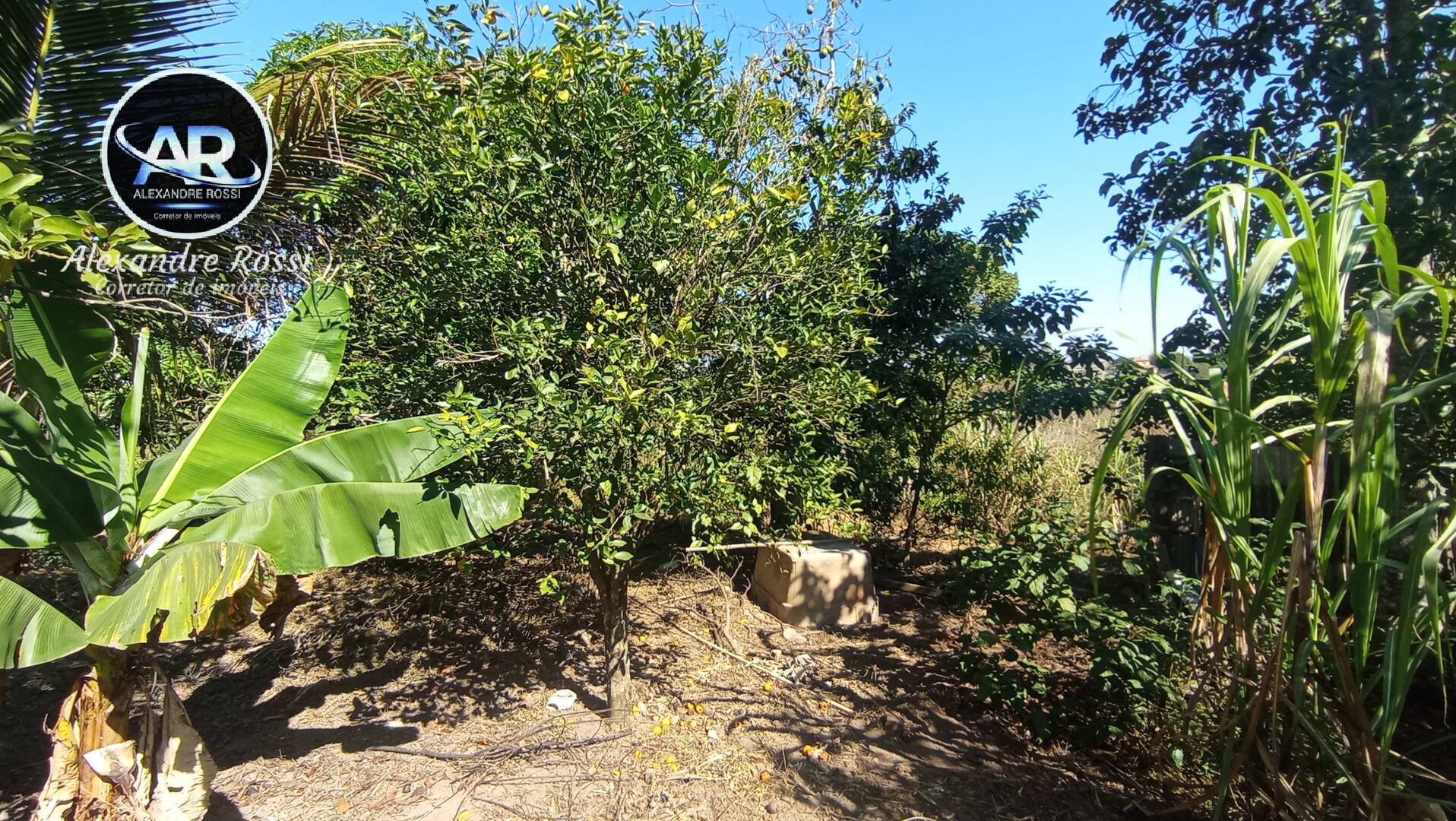 Fazenda à venda com 3 quartos, 5000m² - Foto 6