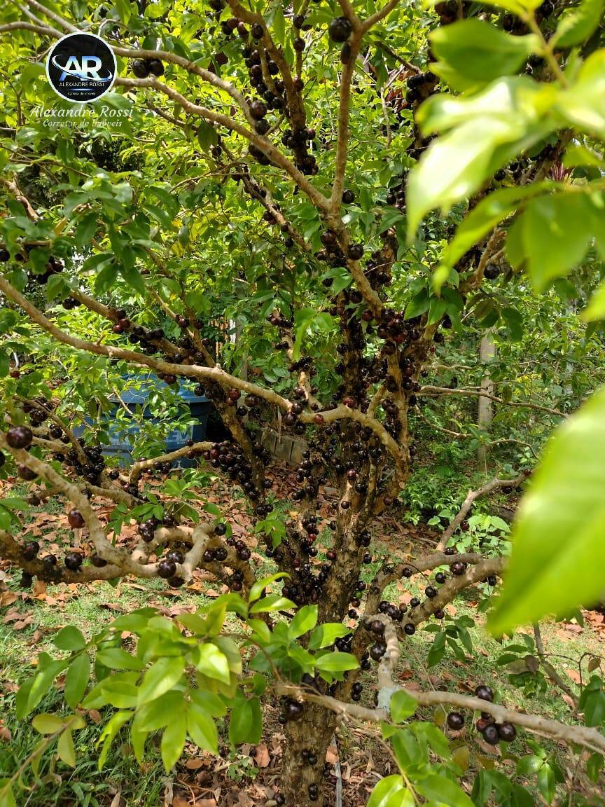 Fazenda à venda com 2 quartos, 100m² - Foto 24